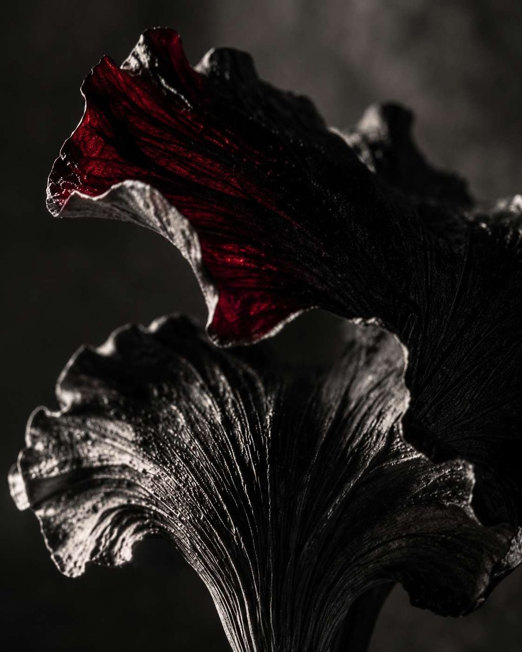 A translucent petal form edged in deep red against black.
