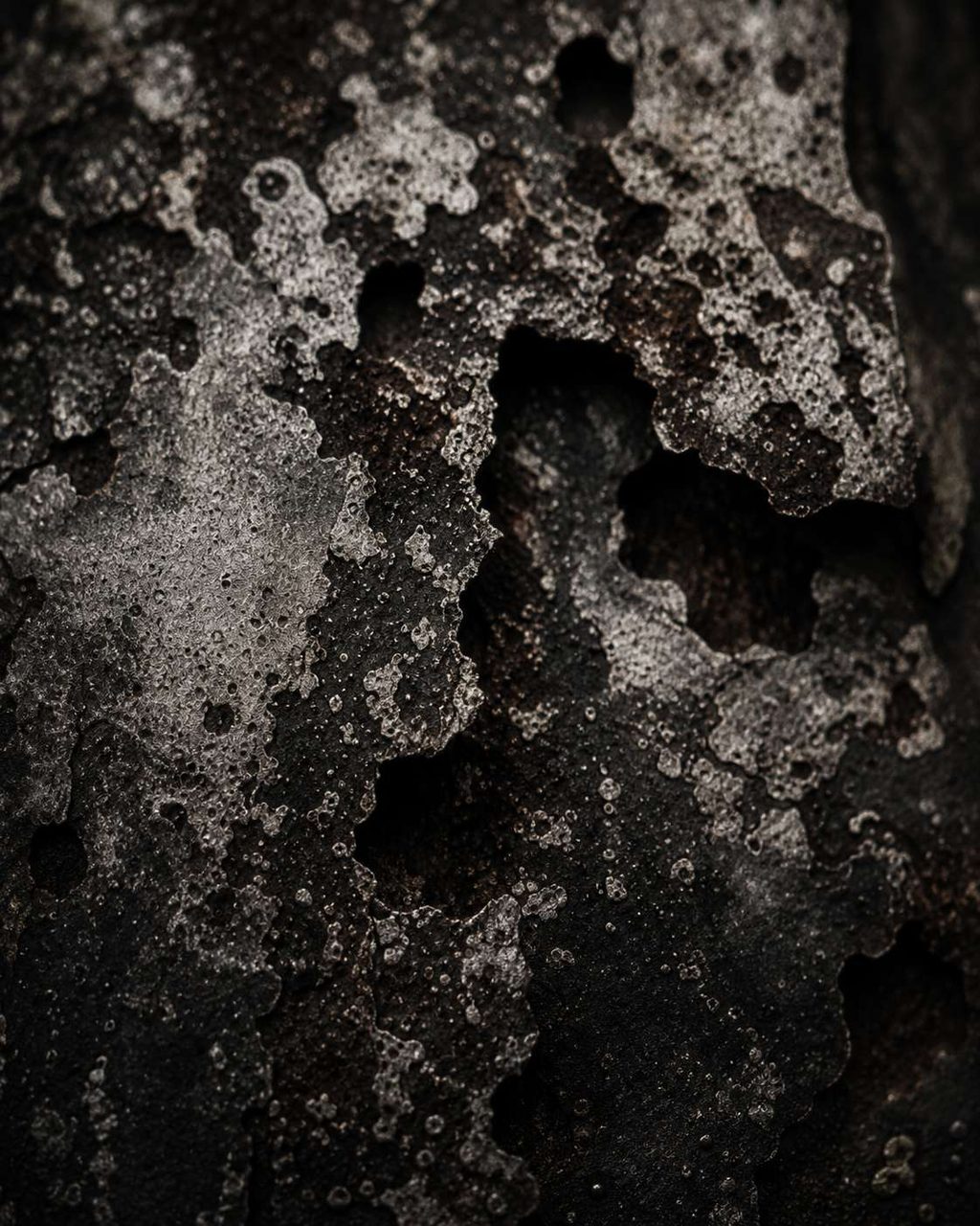 A dense field of lichen and mineral crust spreading across dark stone.